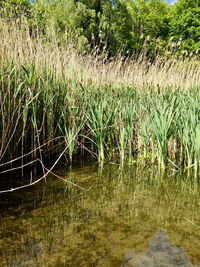 Scenic view of lake