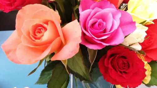 Close-up of pink rose