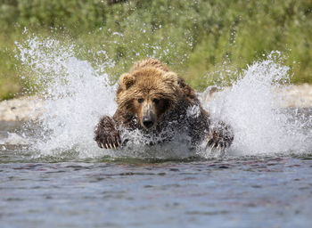 Brown bear jumps into river to catch a king salmon