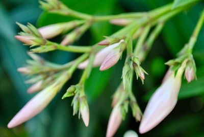 Close-up of flowering plant