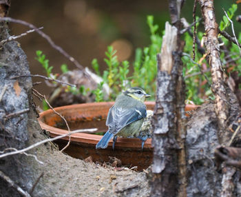 Close-up of bird perching on tree trunk