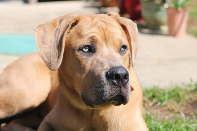 Close-up portrait of dog