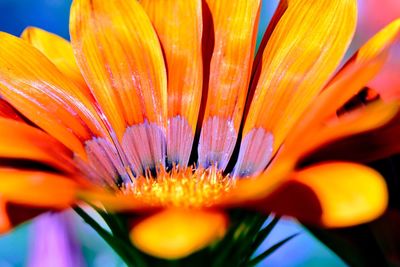 Close-up of orange flower pollen