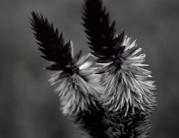 Close-up of flowers