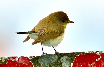 Close-up of bird perching against sky