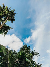 Low angle view of coconut palm tree against sky