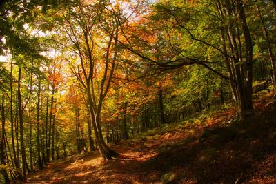 Trees in forest during autumn