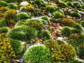 High angle view of cactus plants growing on field