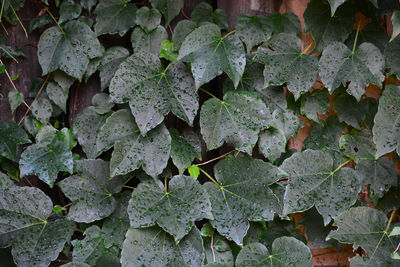 Full frame shot of leaves