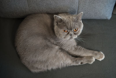 Portrait of kitten relaxing on sofa