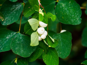 Close-up of white flowers