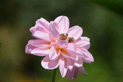 Close-up of insect on pink flower