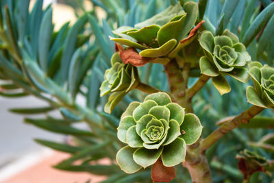 Close-up of succulent plant