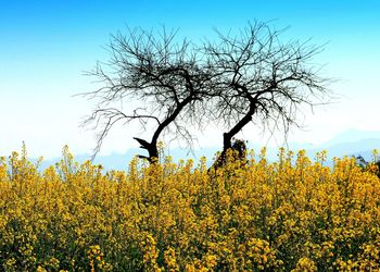 Yellow flowers growing on field against sky