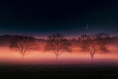 Bare trees on field against sky at night