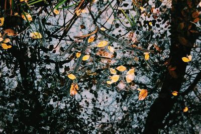 Close-up of autumn leaves on tree