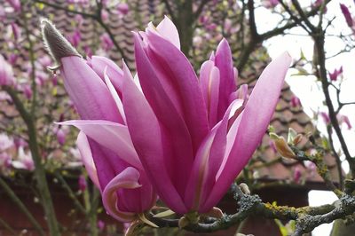 Close-up of pink flowers