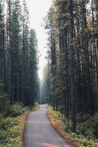 Road amidst trees in forest