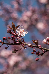 Close-up of flower tree against blurred background