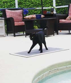 Dog relaxing in swimming pool