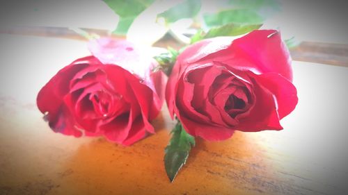 Close-up of red rose on table