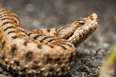 Close-up of lizard on rock