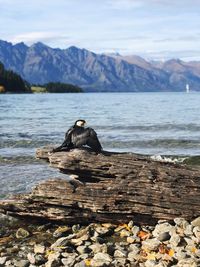 View of turtle on rock by sea