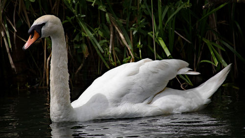 Swan floating on lake