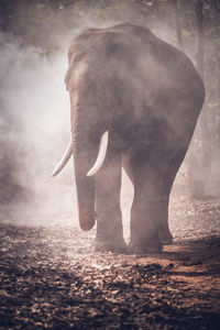 Elephant standing amidst smoke in forest