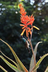 Close-up of insect on flower