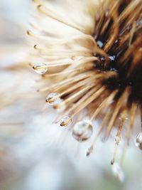 Macro world of water drops. 