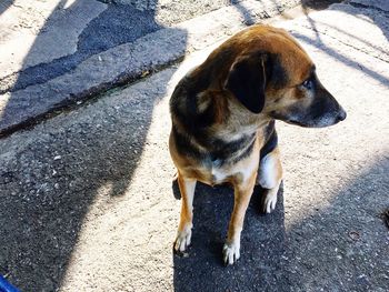 High angle view of dog on street