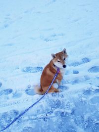 Dog on snow covered field