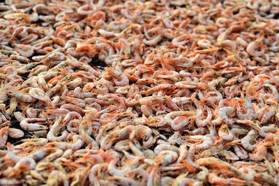 Full frame shot of shrimps for sale at market