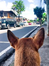 Close-up of a cat on road