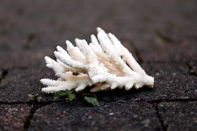 Close-up of snow on field