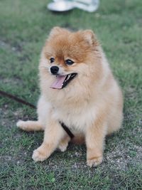 Full length of a dog on field