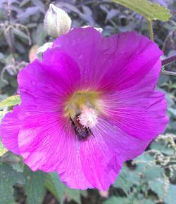 Macro shot of flower