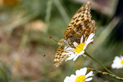 Close-up of butterfly pollinating on flower