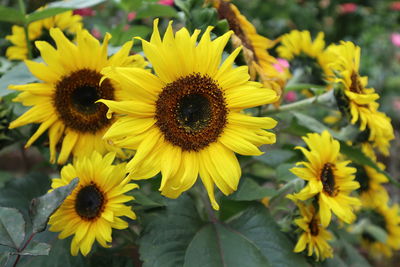 Close-up of yellow sunflowers