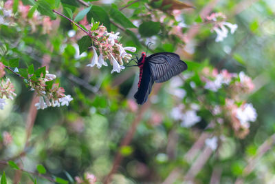 Close-up of butterfly pollinating on flower