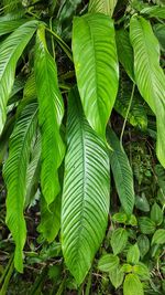 Close-up of fresh green leaves