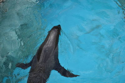 High angle view of an animal in swimming pool