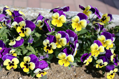 Close-up of purple flowering plants