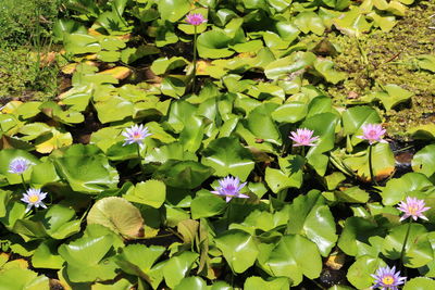 High angle view of purple water lily in lake