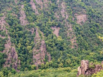 High angle view of trees in forest