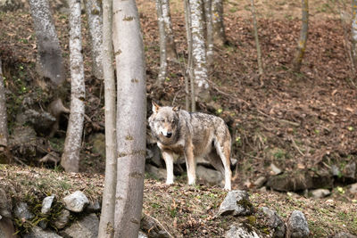 Portrait of lion in the forest