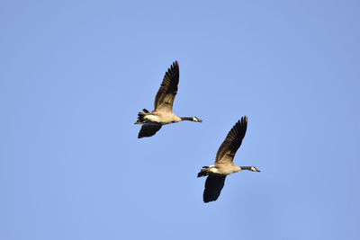 Low angle view of birds flying