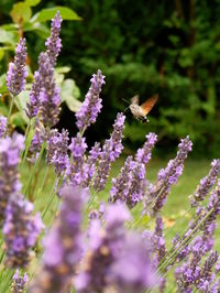 Hummingbird hawk moth on lavender