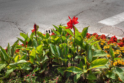 High angle view of red flowering plant on road